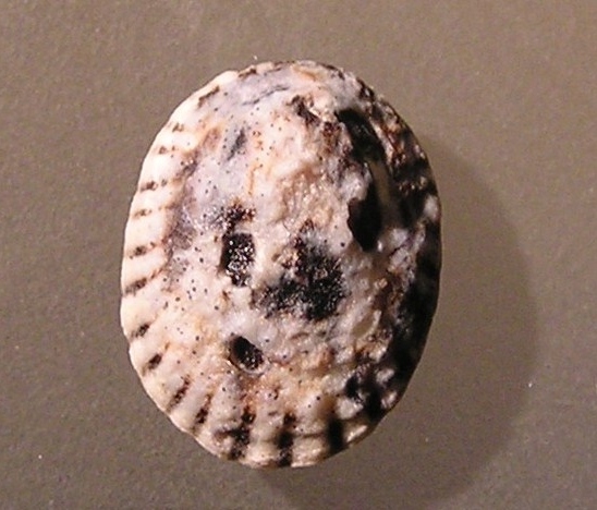 Mixed Limpet