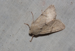 Orthosia behrensiana