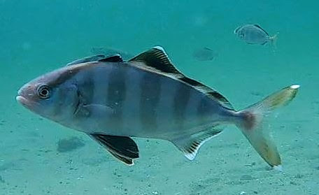 Banded Rudderfish