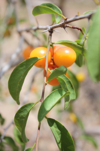 Hog plum