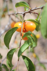 Ximenia americana