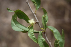 Ximenia americana