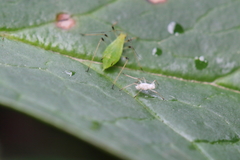 Macrosiphum hellebori