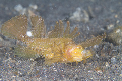 Pteroidichthys amboinensis