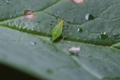 Macrosiphum hellebori