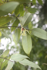 Xylopia longipetala
