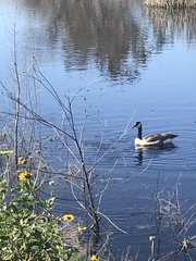 Branta canadensis