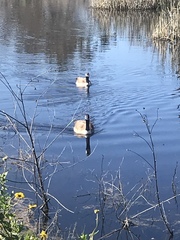 Branta canadensis
