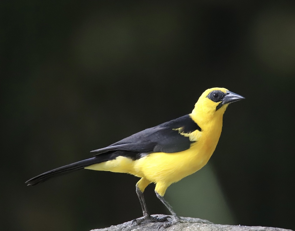 Oriole Blackbird