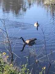 Branta canadensis