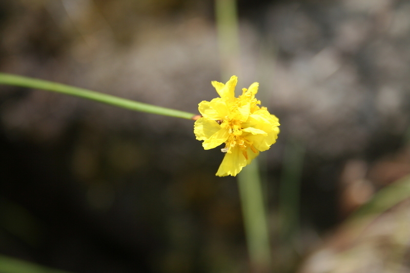 Xyris congensis