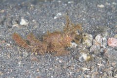 Pteroidichthys amboinensis