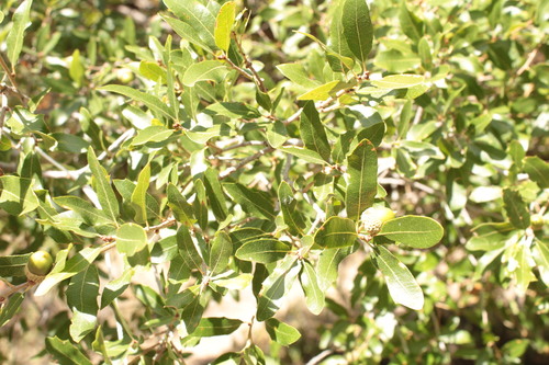 Image of Quercus vaseyana by (c) Arturo Castro Castro, some rights reserved (CC BY)