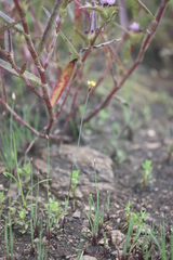 Xyris straminea