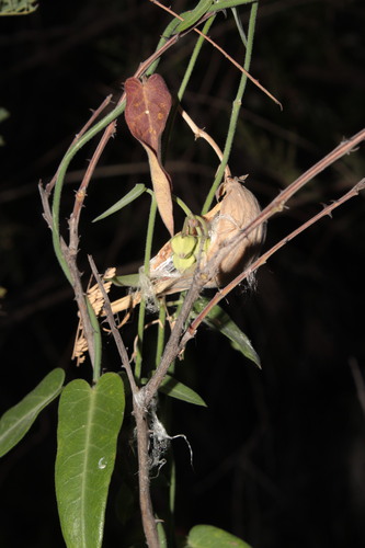 Image of Funastrum torreyi by (c) Arturo Castro Castro, some rights reserved (CC BY)
