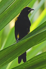 Icterus cayanensis chrysocephalus