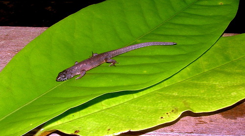 Keel-Bellied Shade Lizard, Alopoglossus atriventris