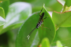 Glabridorsum stokesii