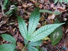 Caryocar costaricense