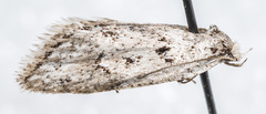 Semioscopis
