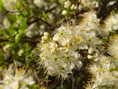 Prunus umbellata