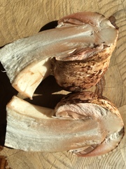 Pseudochitonia
