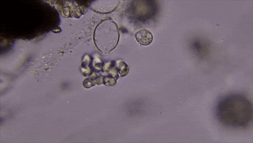 Estiolamento (Pythium spp.)