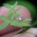 Nemophila breviflora - Photo (c) Finn McGhee, algunos derechos reservados (CC BY-NC), subido por Finn McGhee