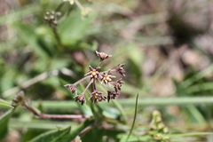 Xysmalobium parviflorum
