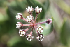 Xysmalobium parviflorum