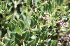 Xysmalobium parviflorum