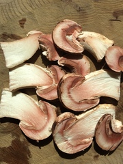 Pseudochitonia