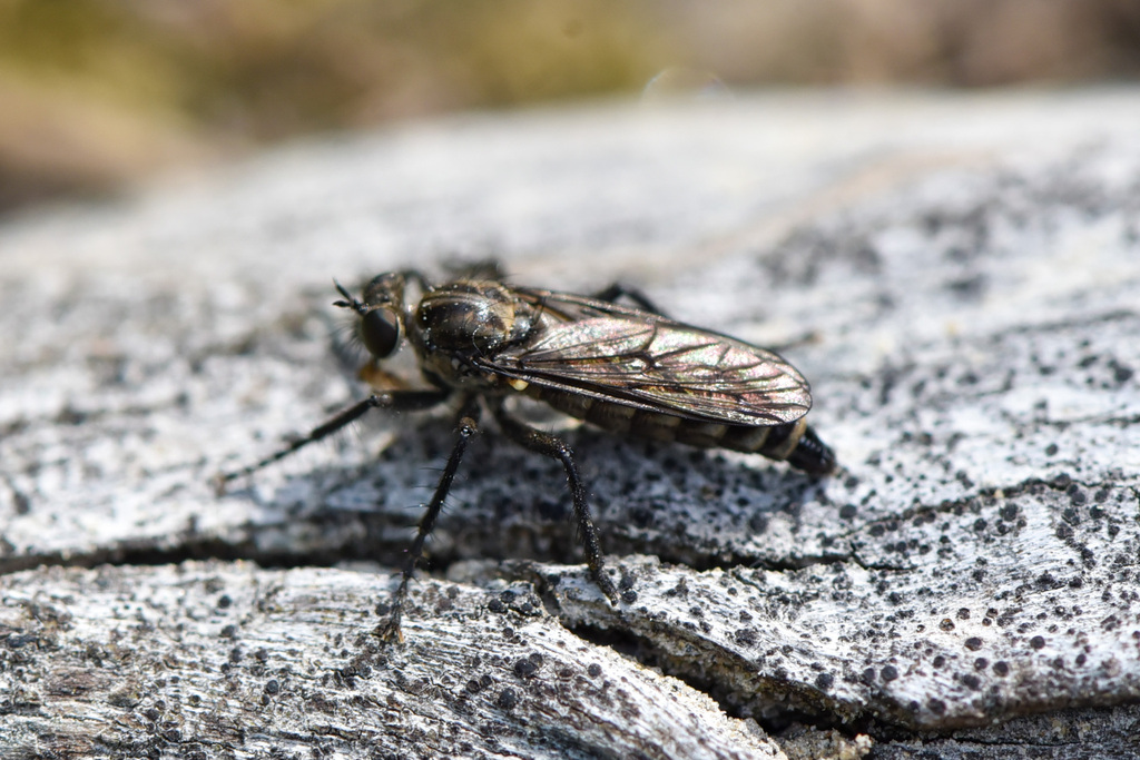 Subalpine Sandpirate
