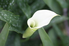 Zantedeschia albomaculata