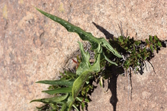 Zantedeschia albomaculata