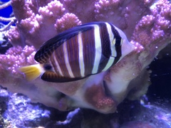 Zebrasoma