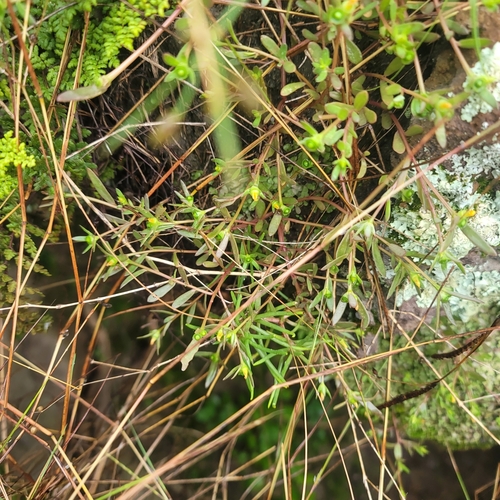 Portulaca coronata