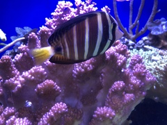 Zebrasoma