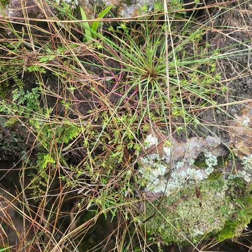 Portulaca umbraticola