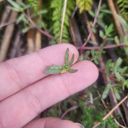 Portulaca umbraticola