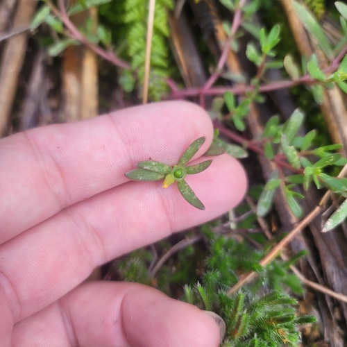 Portulaca umbraticola