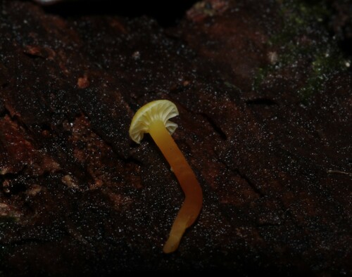 Hygrocybe parvula