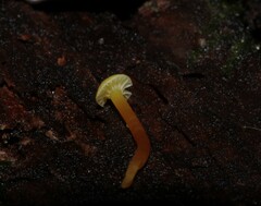 Hygrocybe parvula
