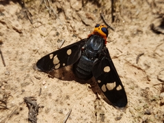 Hyperalonia morio morio