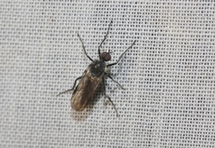 Rhamphomyia