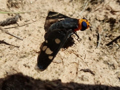 Hyperalonia morio morio