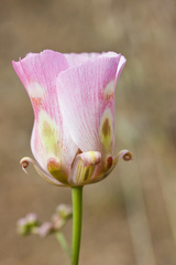 Calochortus venustus