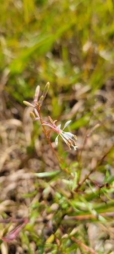 Image of Oenothera filipes by no rights reserved