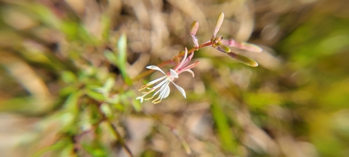 Image of Oenothera filipes by no rights reserved