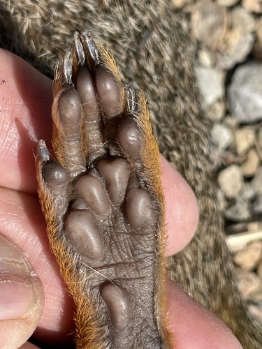 Eastern Fox Squirrel photographed in Wisconsin